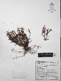 Sedum moranense image