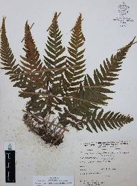 Thelypteris pilosa image