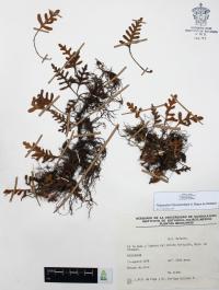 Pleopeltis thyssanolepis image