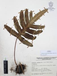 Phlebodium areolatum image