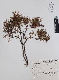 Comarostaphylis polifolia image