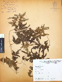 Lygodium venustum image