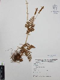 Anemia hirsuta image