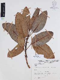 Arbutus xalapensis image