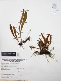 Pleopeltis mexicana image