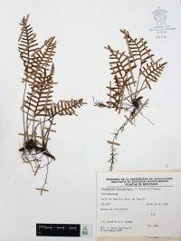 Pleopeltis thyssanolepis image