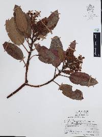 Arbutus xalapensis image