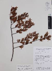 Pernettya prostrata image