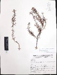 Krameria pauciflora image