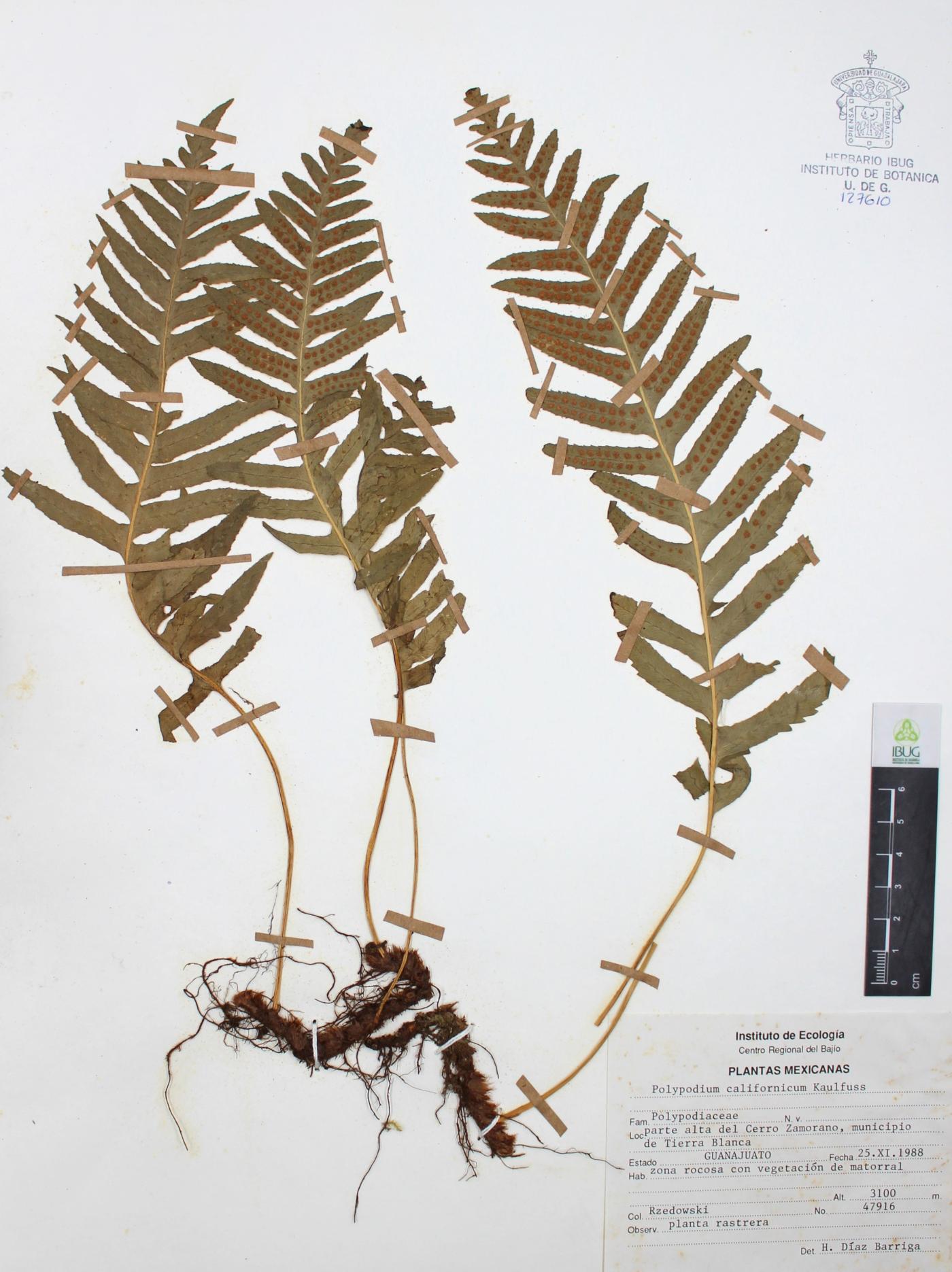 Polypodium californicum image