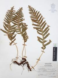 Polypodium californicum image