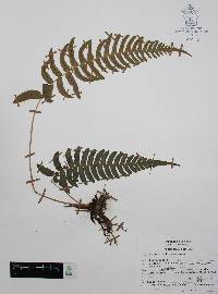 Blechnum glandulosum image