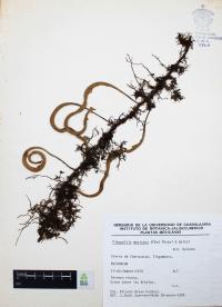 Pleopeltis mexicana image