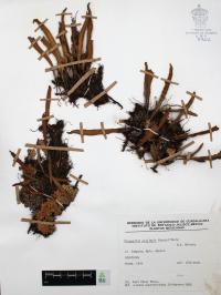 Pleopeltis polylepis image