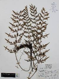 Asplenium aethiopicum image
