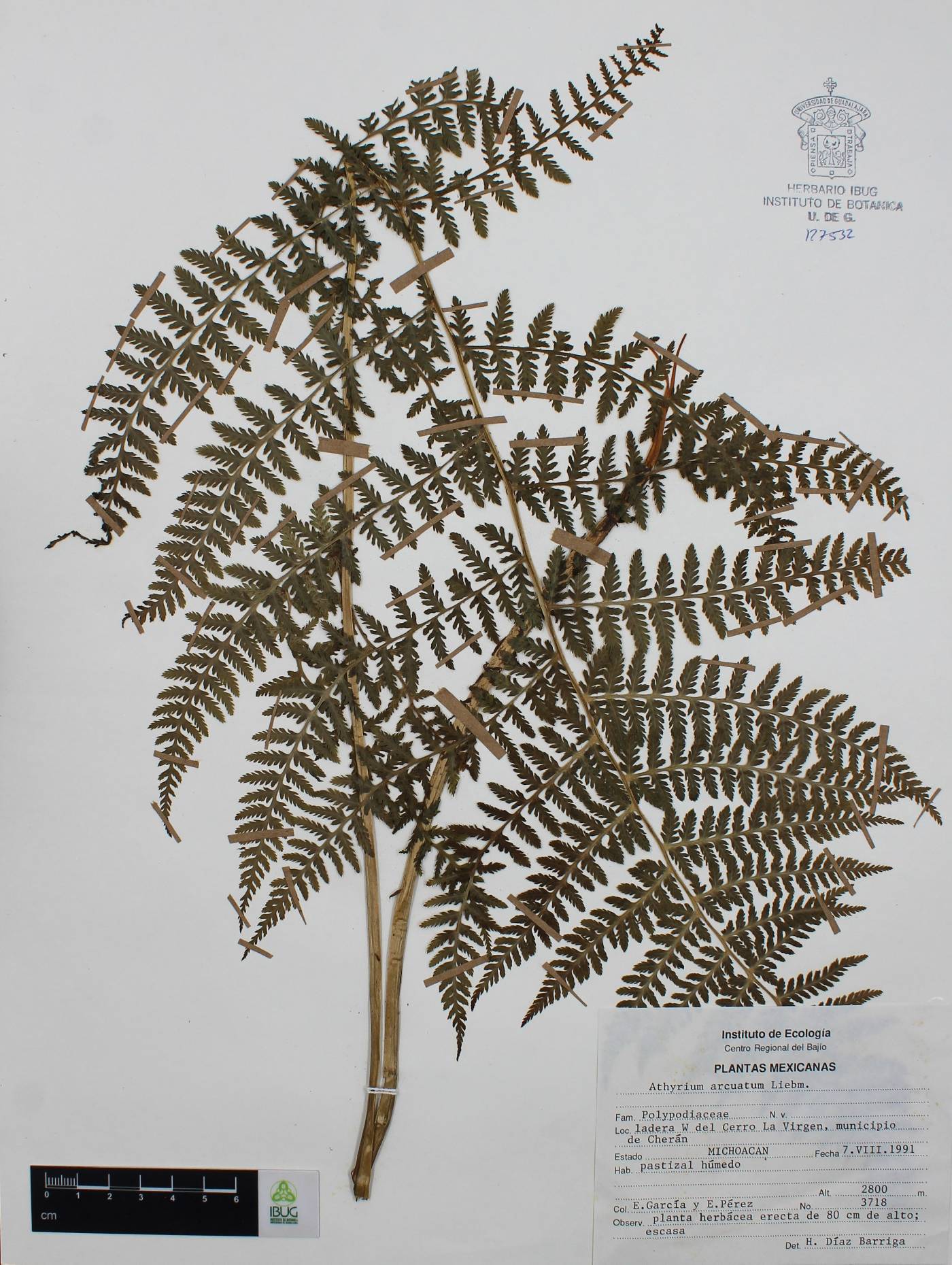 Athyrium arcuatum image