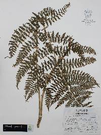 Athyrium arcuatum image