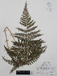 Athyrium arcuatum image