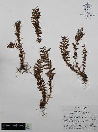 Woodsia mollis image