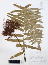Polypodium subpetiolatum image