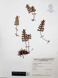 Pleopeltis thyssanolepis image
