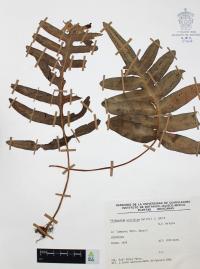 Phlebodium areolatum image