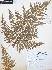 Pteridium feei image