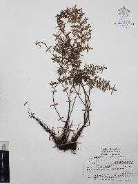 Myriopteris myriophylla image