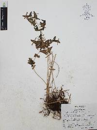 Pellaea pringlei image