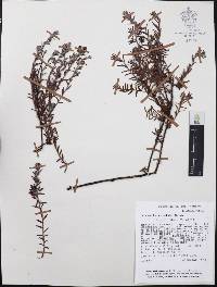 Krameria revoluta image