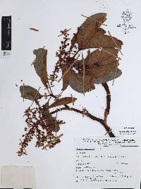 Arbutus xalapensis image