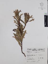 Comarostaphylis polifolia image