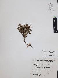 Comarostaphylis polifolia image