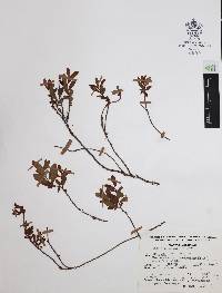 Vaccinium geminiflorum image