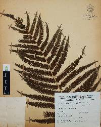 Thelypteris puberula var. sonorensis image