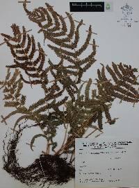 Thelypteris puberula var. sonorensis image