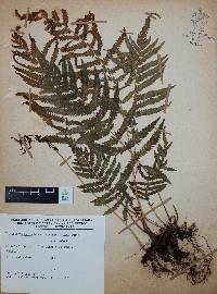 Thelypteris puberula var. sonorensis image