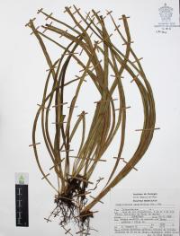 Campyloneurum angustifolium image