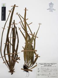 Campyloneurum angustifolium image
