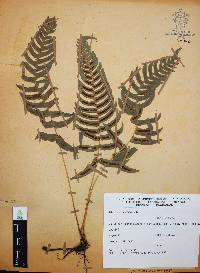 Blechnum occidentale image