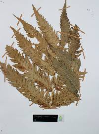 Woodwardia spinulosa image
