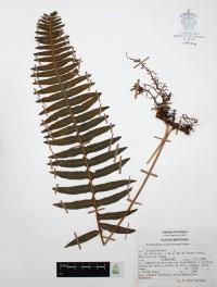 Polypodium plesiosorum image