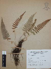 Blechnum occidentale image