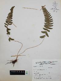 Blechnum occidentale image