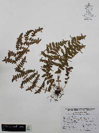 Woodsia mollis image