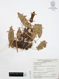 Elaphoglossum glaucum image
