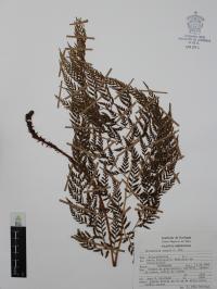 Dryopteris rossii image