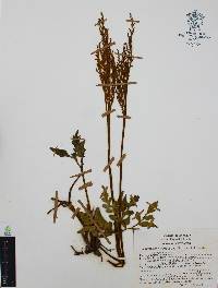 Botrychium decompositum image