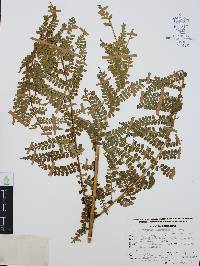 Marattia weinmanniifolia image
