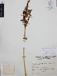 Anemia karwinskyana image